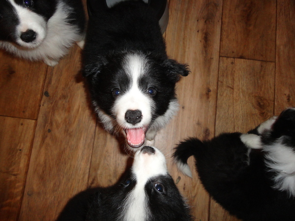 lachen met een stokje in de mond:D