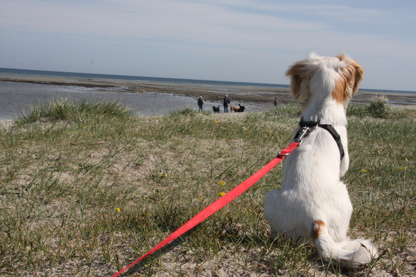 zucht, de laatste dag op het strand...