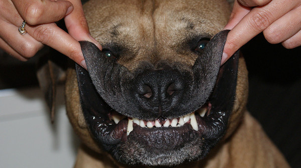 Abu laat ff zien dat hij geen gaatjes heeft ;-D