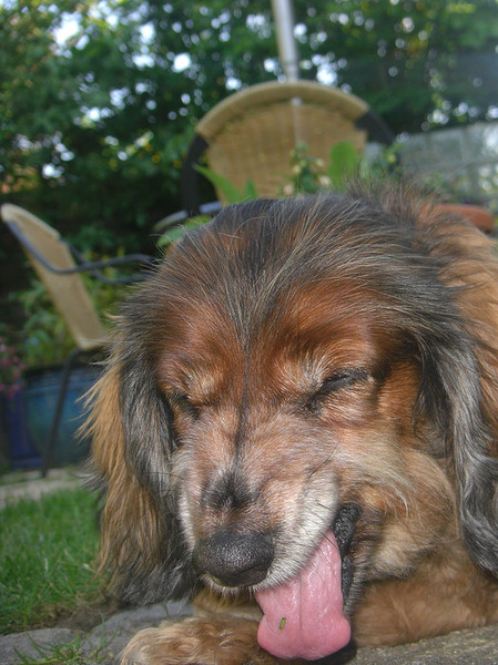 Micky spuugt een grassprietje uit!