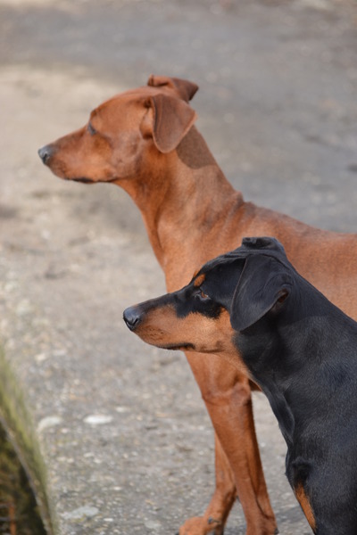Duitse Pinscher
