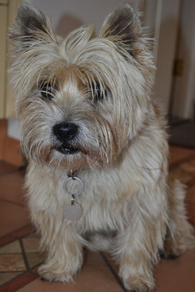 Cairn Terrier