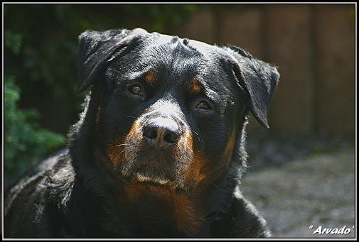 Rottweiler