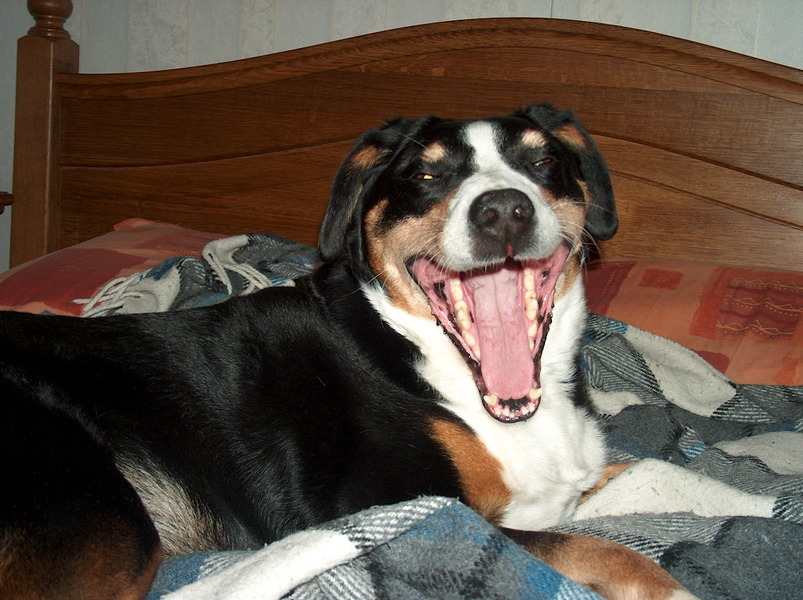 Gapend op het bed