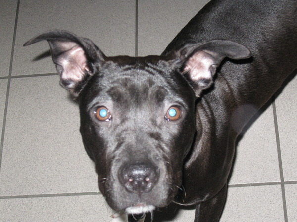 Staffordshire Bull Terrier