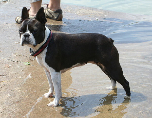 Boston Terrier