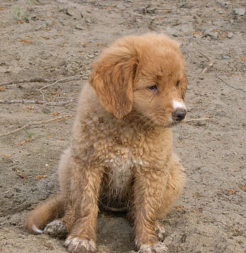 Nova Scotia Duck Tolling Retriever