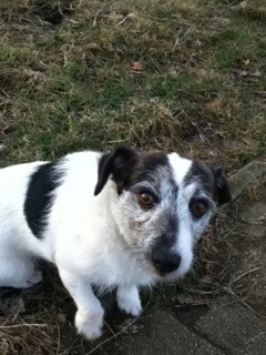 Jack Russell Terrier