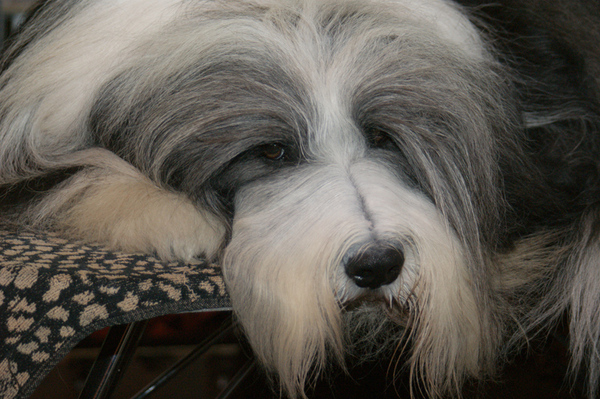 Bearded Collie
