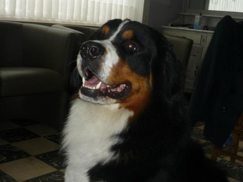 Berner Sennenhond