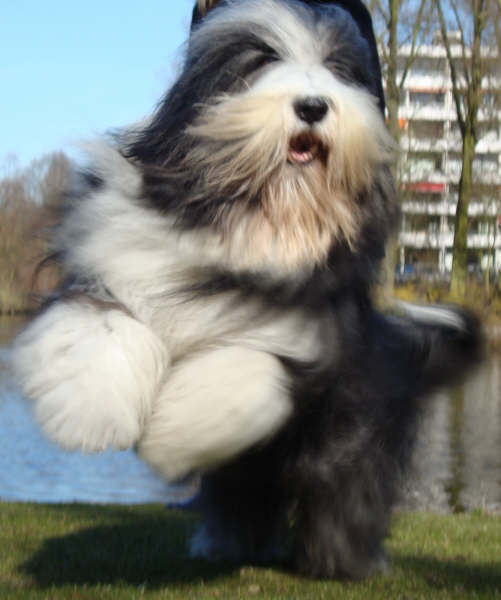 Bearded Collie