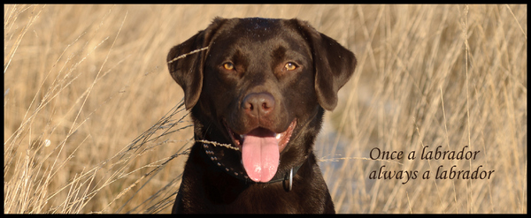 Once a Labrador always a Labrador