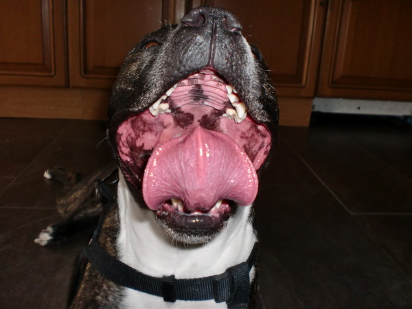 Wie heeft hier de grootste 'gekke bek' ?