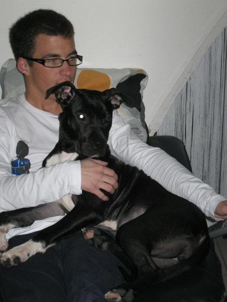 American Staffordshire Terrier