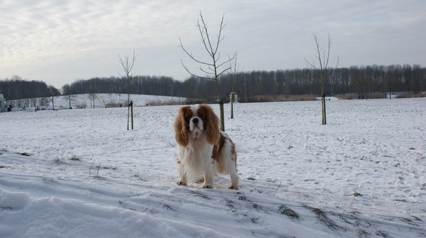 Cavalier King Charles Spaniel