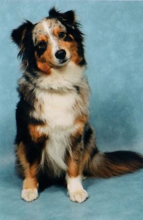 Australian Shepherd