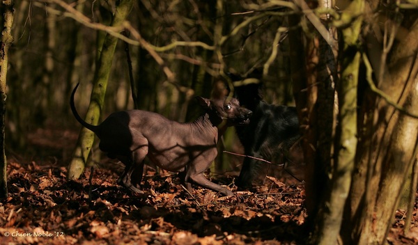 Chien Noble Sagan loert achterom....