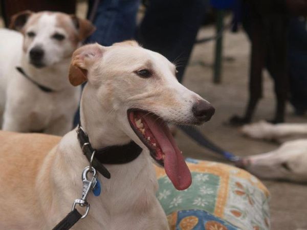 Galgo Español