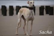 Galgo Español