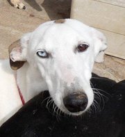 Galgo Español