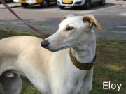 Galgo Español