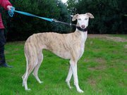 Galgo Español