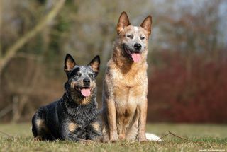 Australian Cattle Dog