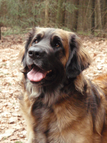 Sill (kennelnaam is in aanvraag)