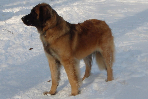 Sill (kennelnaam is in aanvraag)