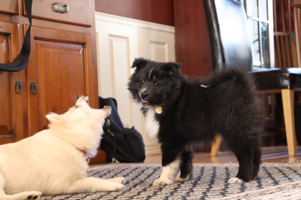 Blitz als pup spelen met Luna