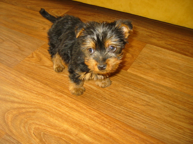 Yorkshire Terrier