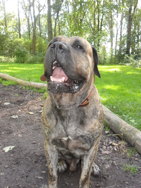 Dogo Canario