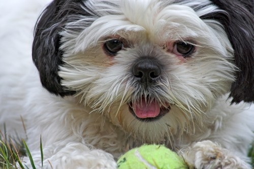speel shih tzu