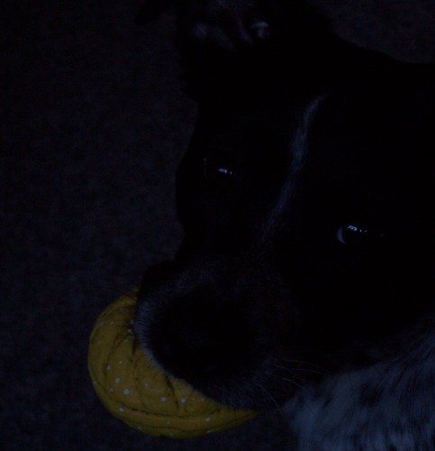 gucci met zijn donut