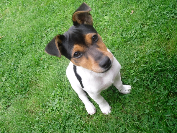 Jack Russell Terrier