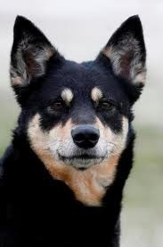 Laplandse Herdershond