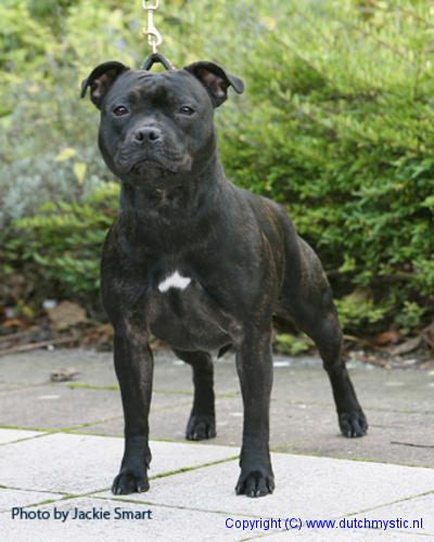 Staffordshire Bull Terrier