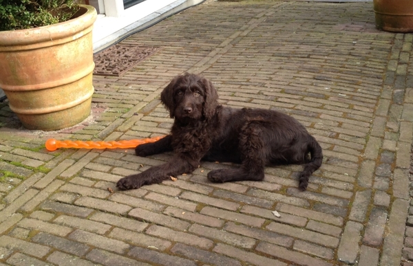 Mate for Life Doodles