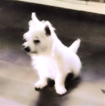 West Highland White Terrier