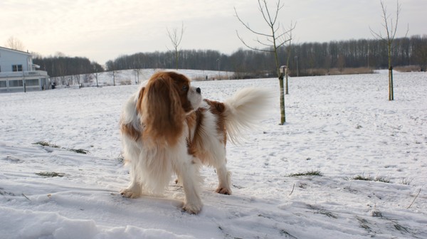 Cavalier King Charles Spaniel