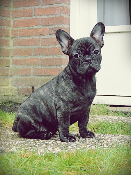 Franse Bulldog
