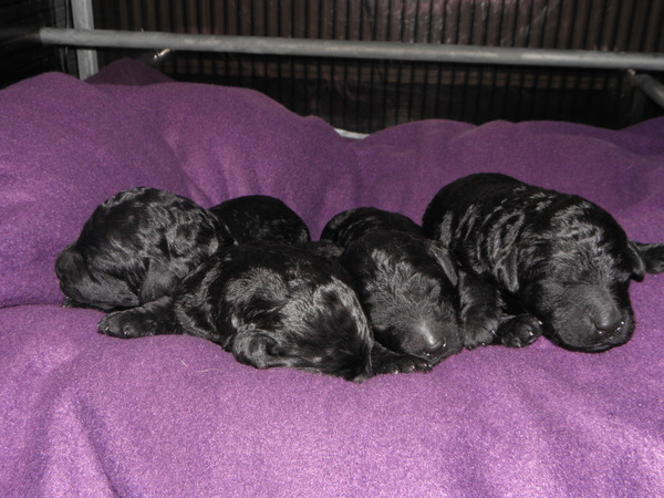 From Dreamdance Paradise