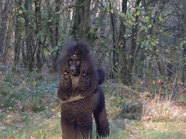 From Dreamdance Paradise