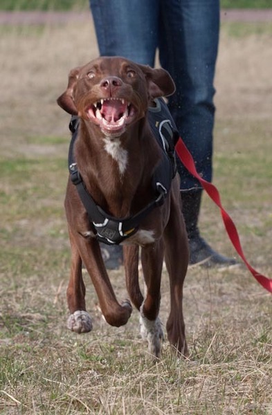 Evil dog on the run!