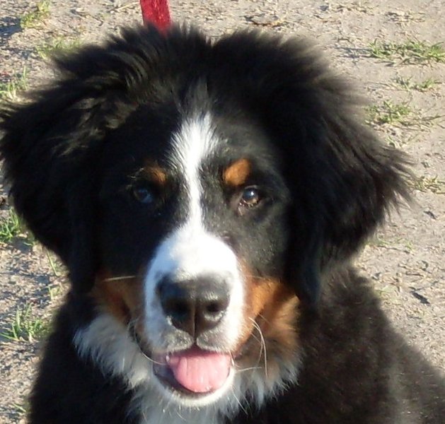 Berner Sennenhond
