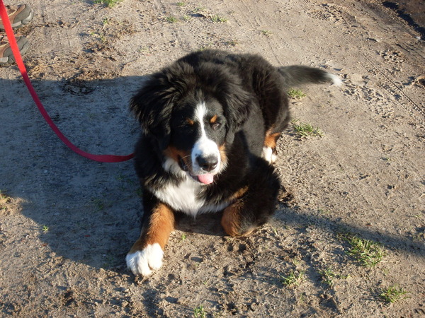 Berner Sennenhond