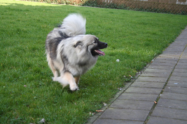 Grote Keeshond, wolfsgrijs