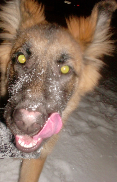 shenzi trekt gekke bekken in de sneeuw