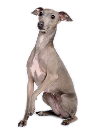 Italiaans Windhondje