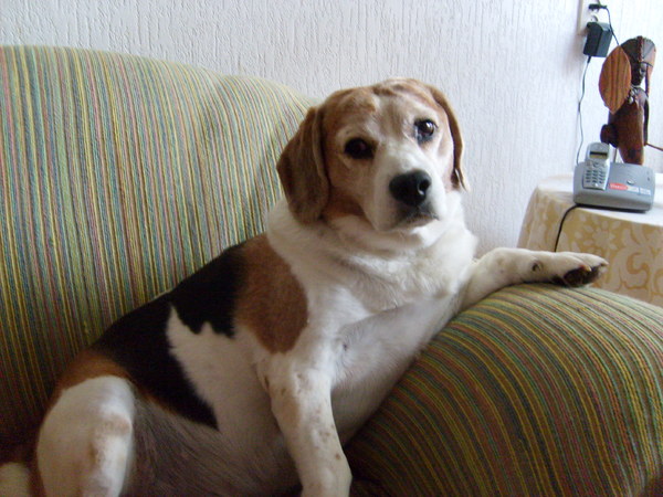 Beagle